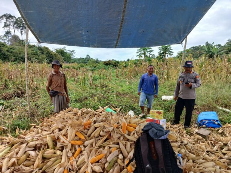Panen Jagung 2,3 Ton di Tanjung Palas Utara, Wujud Nyata Program Asta Cita Polresta Bulungan